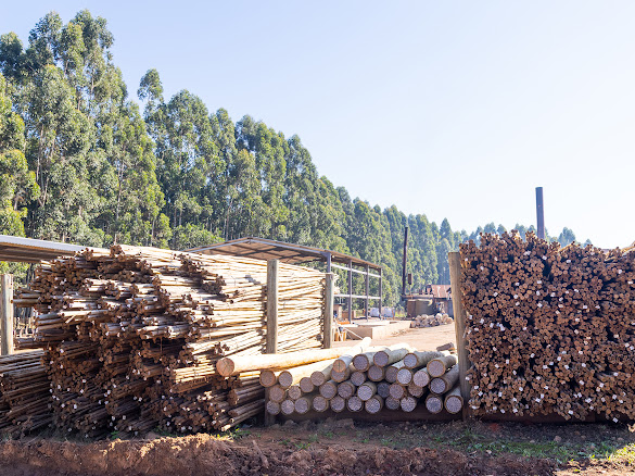 Stacked treated timber packs in the Timba Exports yard in White River, Mpumalanga, South Africa