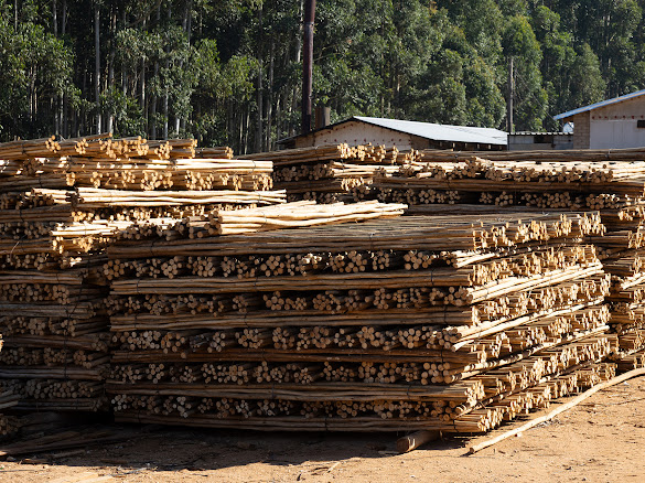 Container loading with treated timber for export dispatch from South Africa