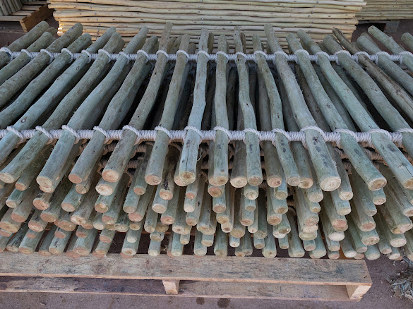 Freshly treated timber poles at Timba Exports in South Africa