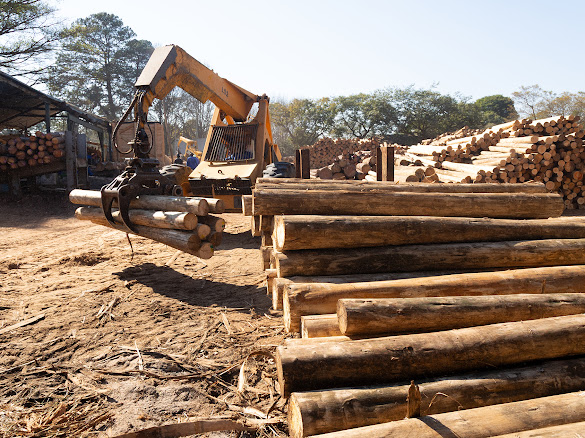 Log loader handling timber in the Timba Sawmill yard